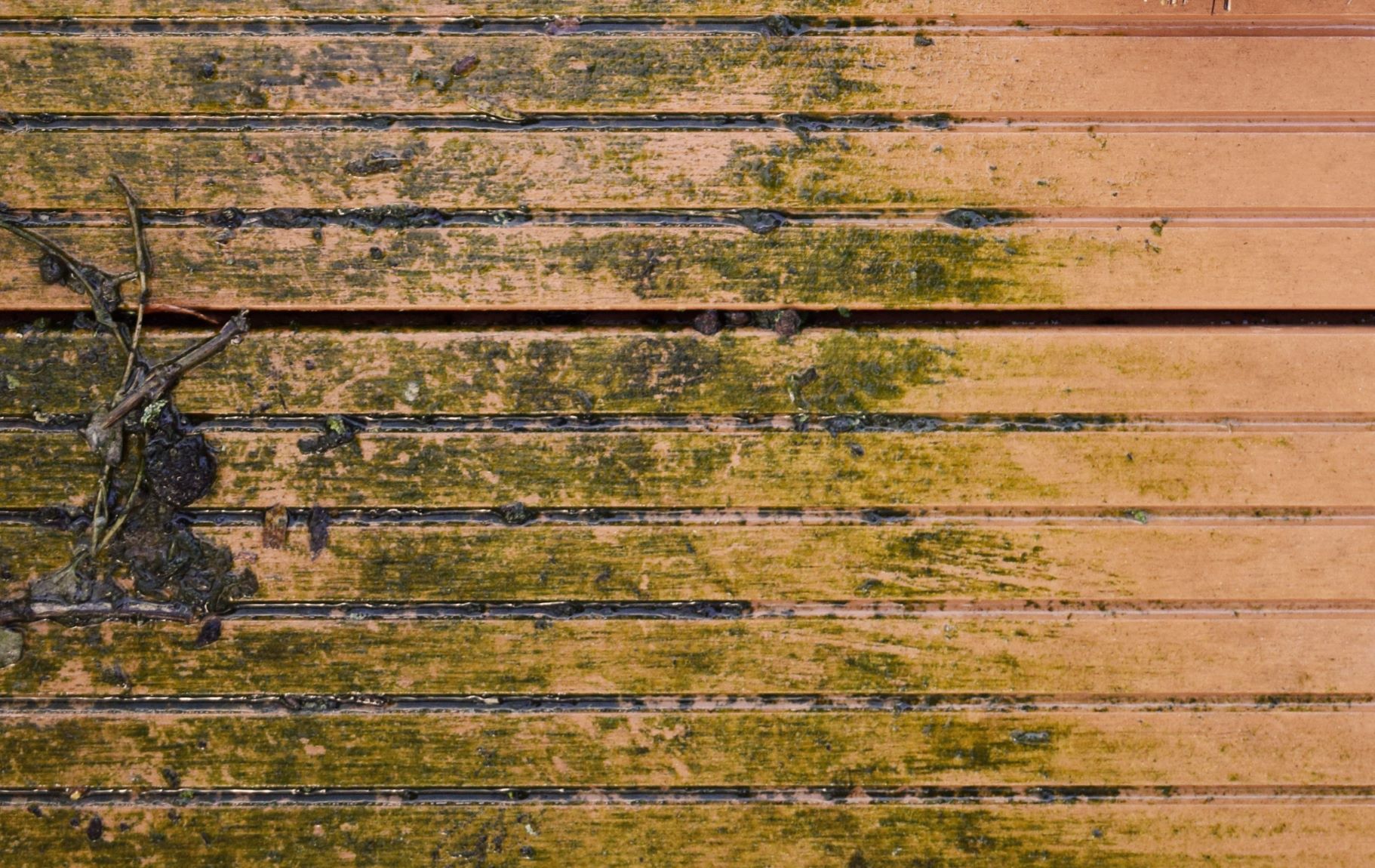 Why is my patio going green and what can I do about it?